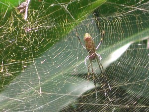 spider on web 2009 DSCN5027