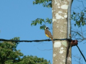 DSCF0144 yellow bird on wire
